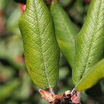 Xylococcus bicolor Yaprak