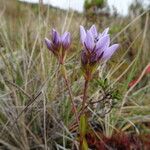 Gentianella corymbosa Květ