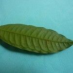 Iryanthera hostmannii 葉