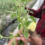 Solanum physalifolium Liść