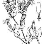 Silene cordifolia Other