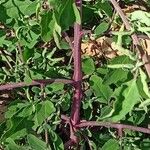 Chenopodium betaceum Ліст