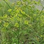 Pastinaca sativa आदत