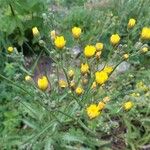 Crepis capillarisBlomst