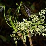 Hevea nitida Yaprak