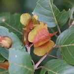 Combretum collinum Fruit