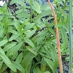 Stachys recta Habitat