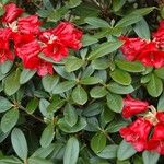 Rhododendron haematodes Vekstform