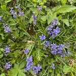 Polygala alpina Hábito