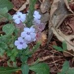 Eranthemum pulchellumŽiedas