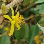 Grewia bicolor Blomst