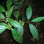Clidemia ombrophila Otro