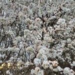 Prunus spinosa Συνήθη χαρακτηριστικά