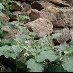 Solanum incanum Leaf