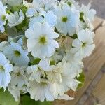 Primula obconica Flower