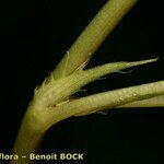 Viola anagae Bark