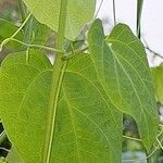 Adenia cissampeloides Leaf