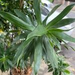 Dracaena angustifolia Lehti