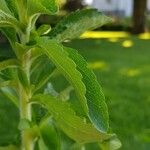 Stevia rebaudiana Ліст