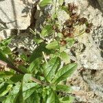 Inula spiraeifolia Leaf