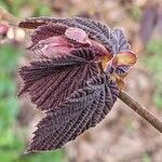 Corylus maxima Blad