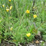 Hypecoum imberbe অভ্যাস