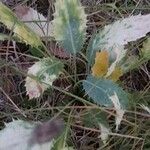 Eryngium tricuspidatum Blad