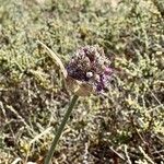 Allium acutiflorum 花