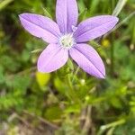 Triodanis perfoliata Λουλούδι