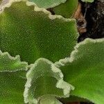 Primula hirsuta Hoja