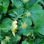 Waldsteinia ternata Çiçek
