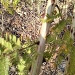 Asparagus africanus Leaf