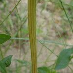 Amaranthus hybridus Bark