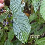 Rhynchoglossum obliquum Blatt