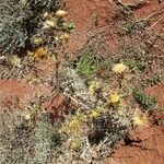 Carlina corymbosa Hábito