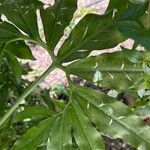Dracunculus vulgaris Leaf