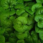 Asarum caudatum Yaprak