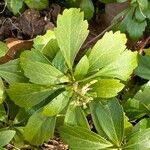 Pachysandra terminalis Leaf