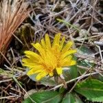 Taraxacum obovatum 花