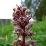 Orobanche minor Floare