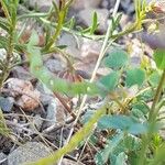 Hippocrepis ciliata Fruit