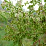 Rumex abyssinicus Плод