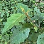 Solanum melongena Ліст