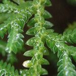 Selaginella cathedrifolia ᱥᱟᱠᱟᱢ