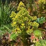 Aeonium arboreumBlüte