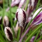 Crocus corsicus