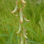 Crotalaria pallida ഇല