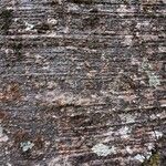 Albizia adianthifolia Rusk