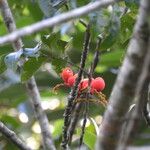 Pleurisanthes artocarpi Fruto