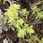 Crassula alata Hoja